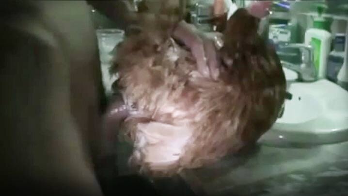 三個有大乳房的女孩，美麗的乳房和製服。女孩將遇到老人 順從的肉廁所版Akari，Amo Illustrated